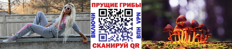 Купить где  Узловая  Псилоцибиновые грибы Psilocybine cubensis 